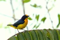 Euphonia violacea