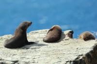 New Zealand sea lion