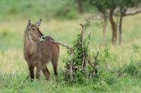 Waterbuck