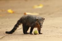 South American coati