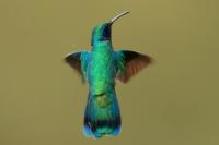 Colibri thalassinus