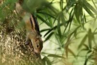 Indian palm squirrel