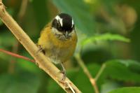 Chlorospingus pileatus