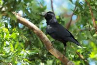 Corvus macrorhynchos