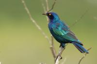 Lamprotornis nitens