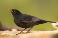 Turdus merula