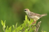 Cisticola marginatus