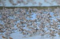 Calidris tenuirostris