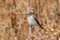 Muscicapa striata