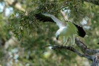 Haliaeetus leucogaster