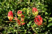 Sri Lanka - Flowers