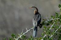 Anhinga melanogaster