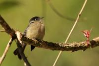 Empidonax atriceps