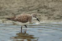 Calidris ruficollis