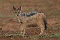 Black-backed jackal