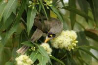 Manorina melanocephala