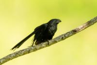 Crotophaga sulcirostris