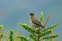 Turdus falcklandii