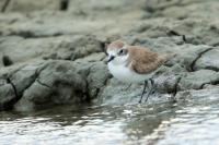 Charadrius mongolus