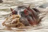 Common hippopotamus