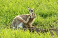 European hare