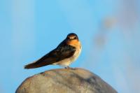 Hirundo neoxena