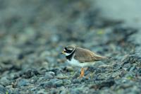 Charadrius hiaticula