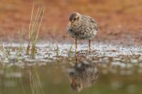 Calidris maritima