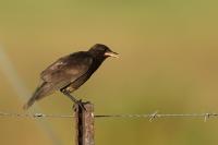 Lamprotornis bicolor