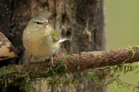 Leiothlypis peregrina