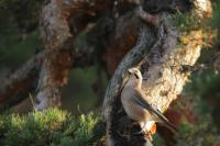 Garrulus glandarius atricapillus