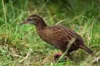 Gallirallus australis