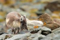 Arctic fox