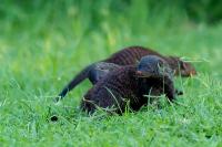 Banded mongoose