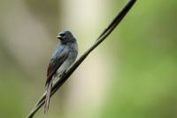 Dicrurus caerulescens