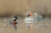 Podiceps grisegena