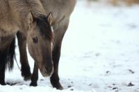 Polish primitive horse