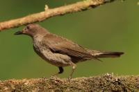 Turdus plebejus