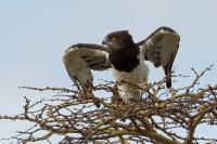 Circaetus pectoralis