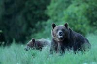 Brown bear