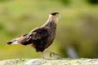 Caracara plancus