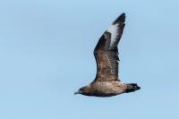 Stercorarius skua