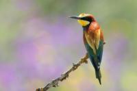 Merops apiaster