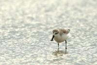 Calidris pygmaea