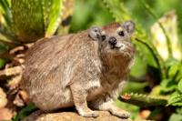 Bush hyrax