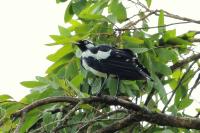 Grallina cyanoleuca