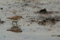 Calidris subminuta