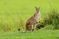 Agile wallaby