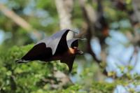 Indian flying fox