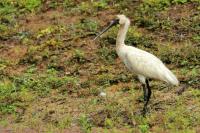 Platalea regia